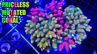 The Most VALUABLE Coral in the Reefing Hobby: Rainbow Splice Acropora