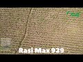Rasi Max 929 Cotton (HDPS) | Rasi Seeds Pvt Ltd