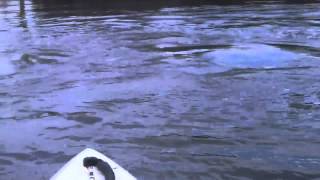 Manatee Mating