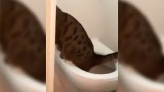 Cat Caught Peeing in the TOILET (FUNNY) #Shorts