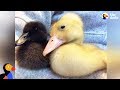 Rescued Duck Sisters Get Their Own Little House | The Dodo