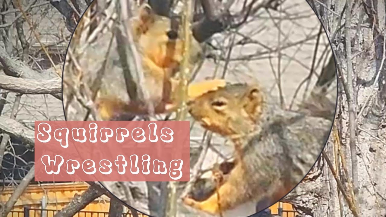 Watch these Squirrels Wrestling on a Tree! YouTube