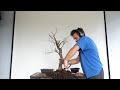 Repotting Series: Winged Bark Elm Structural Design and Repot
