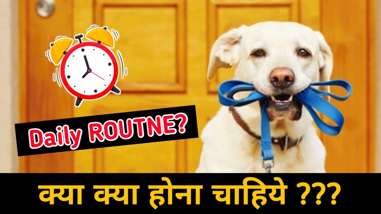 Daily ROUTNE? / Full Day Routine / Dog or Puppy Full Day Activities 🕛 ...