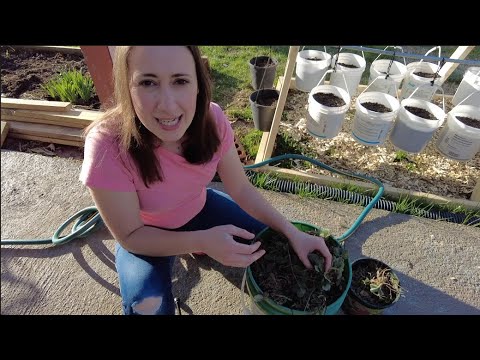 How To Plant Strawberries!