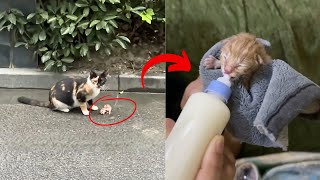 The mother cat, unable to bear the pain of a difficult labor, left the barely alive kitten alone. by Paws Bliss Haven 26,105 views 5 days ago 13 minutes, 41 seconds