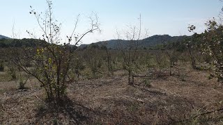 Download Lagu Els pagesos hauran d'arrencar la majoria dels avellaners MP3 Download Lagu Els pagesos hauran d'arrencar la majoria dels avellaners MP3