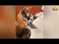  Cats Moments 2025😼🐶Try Not To Laugh😜