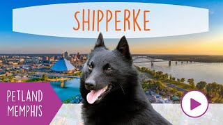 Schipperke Fun Facts by Petland Memphis 18 views 3 months ago 41 seconds