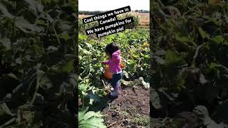 Cool things we have in Canada pumpkins for pumpkin pie food vegetables viral vegan farm canada