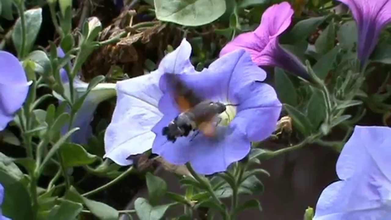 Taubenschwanz, Taubenschwänzchen, Kolibri unter den Faltern