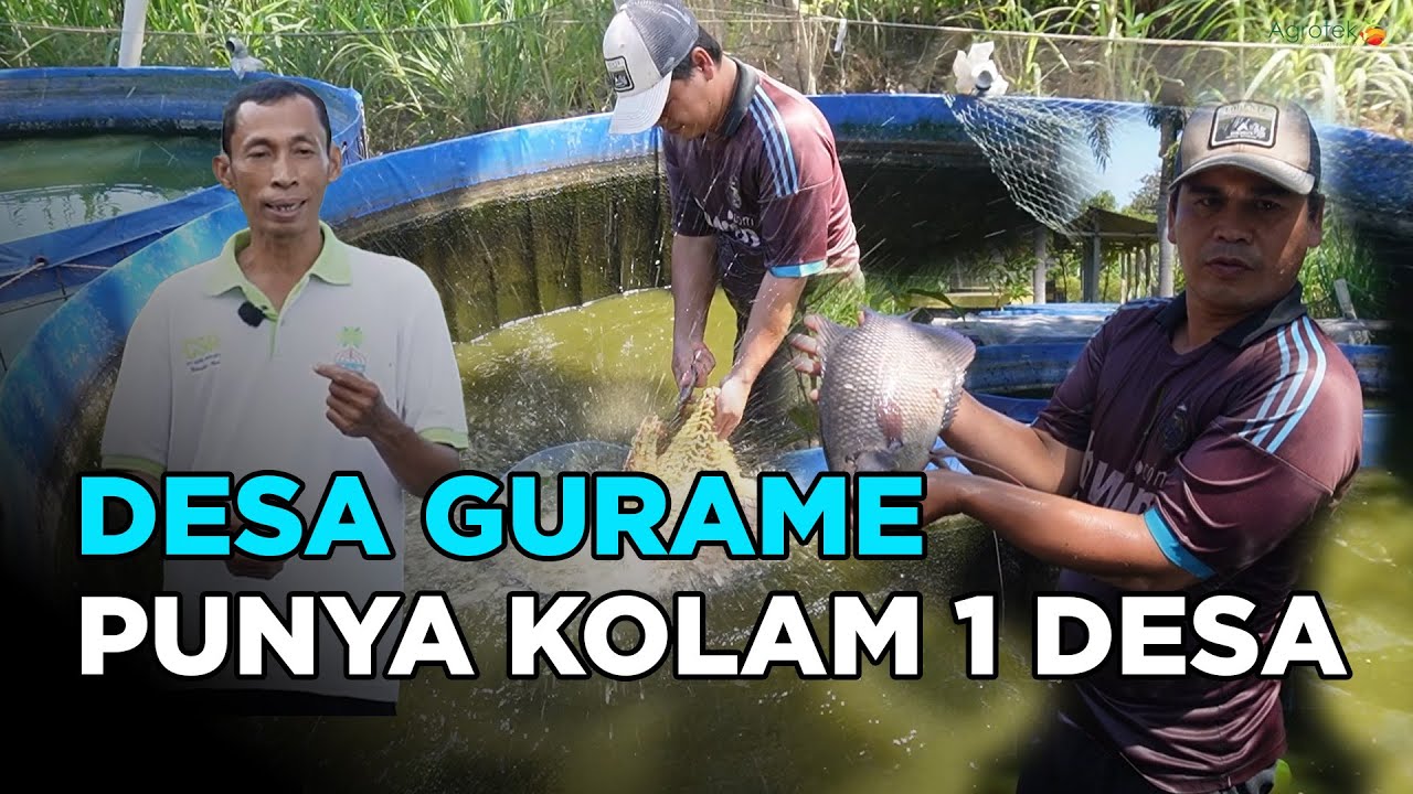 ВЫРАЩИВАНИЕ ГУРАМИ НА МАЛЕНЬКОЙ ЗЕМЛЕ? В ЭТОМ СЕКРЕТ УСПЕШНОГО ПРОЦВЕТАНИЯ ДЕРЕВНИ!