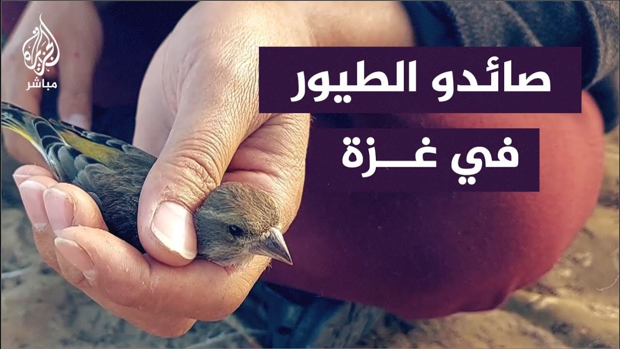 موسم الصيد في ذروة الحرب.. معاناة صائدي طيور الزينة في غزة