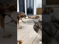 A cat confronts an eagle, in order to protect the weak. #cat