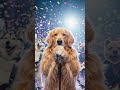 This Animal Concert Broke the Internet! 🐶🐱🔥 #shorts  #music #animation #midjourney