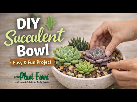 How To Make A Succulent Bowl DIY - The Plant Farm - YouTube