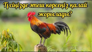 Таксидегі ақшаға арналған чех порно Дильназ Ахмадиева порно секс