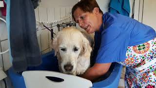 Golden Retriever 'Summer' beim Hundefriseur  #grooming