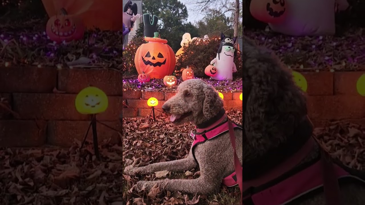 Pre-Halloween stroll...