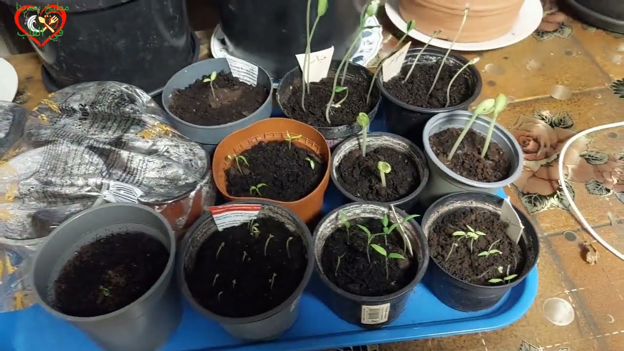 #تجهيذ لموسم زراعة و#قلب الزهور  و#تنظيف البلكون