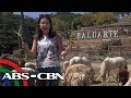 Rated K: Safari near the City | Baluarte sa Vigan, Ilocos Sur