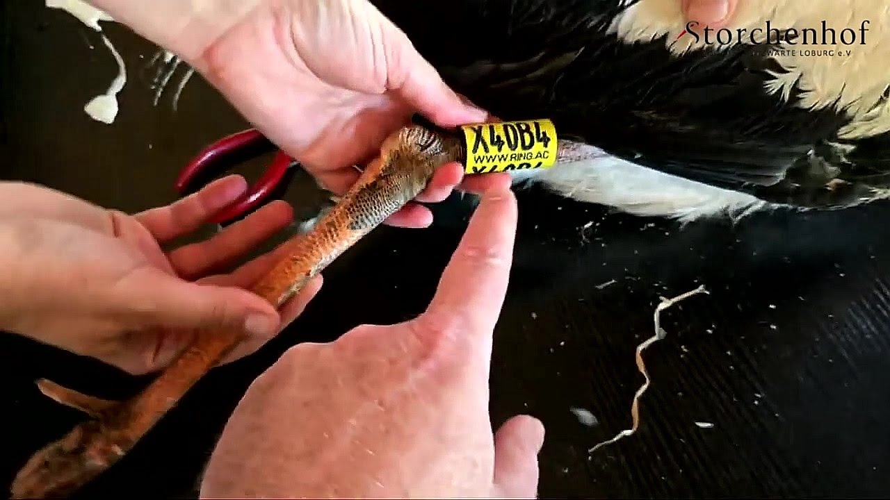 Die Vogelschutzwarte Storchenhof Loburg e.V.