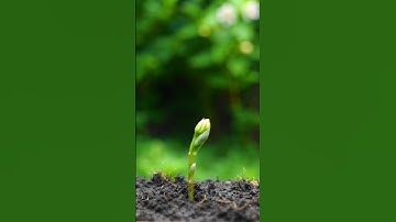 An 8-second timelapse shows a sunflower seed sprouting from moist soil. #flower #timelapse #shorts