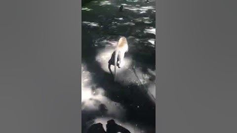 THE BALINESE MACAQUES (Monkeys from Bali!) #shorts