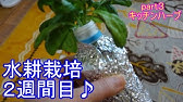 ローズマリーの水耕栽培 Youtube ローズマリーの水耕栽培 Youtube