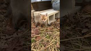 Baby Fox Makes His First Friend | The Dodo