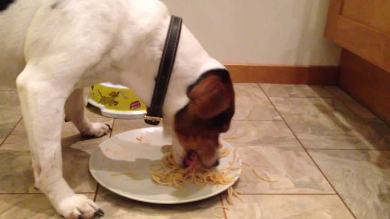 Dog eating spaghetti YouTube