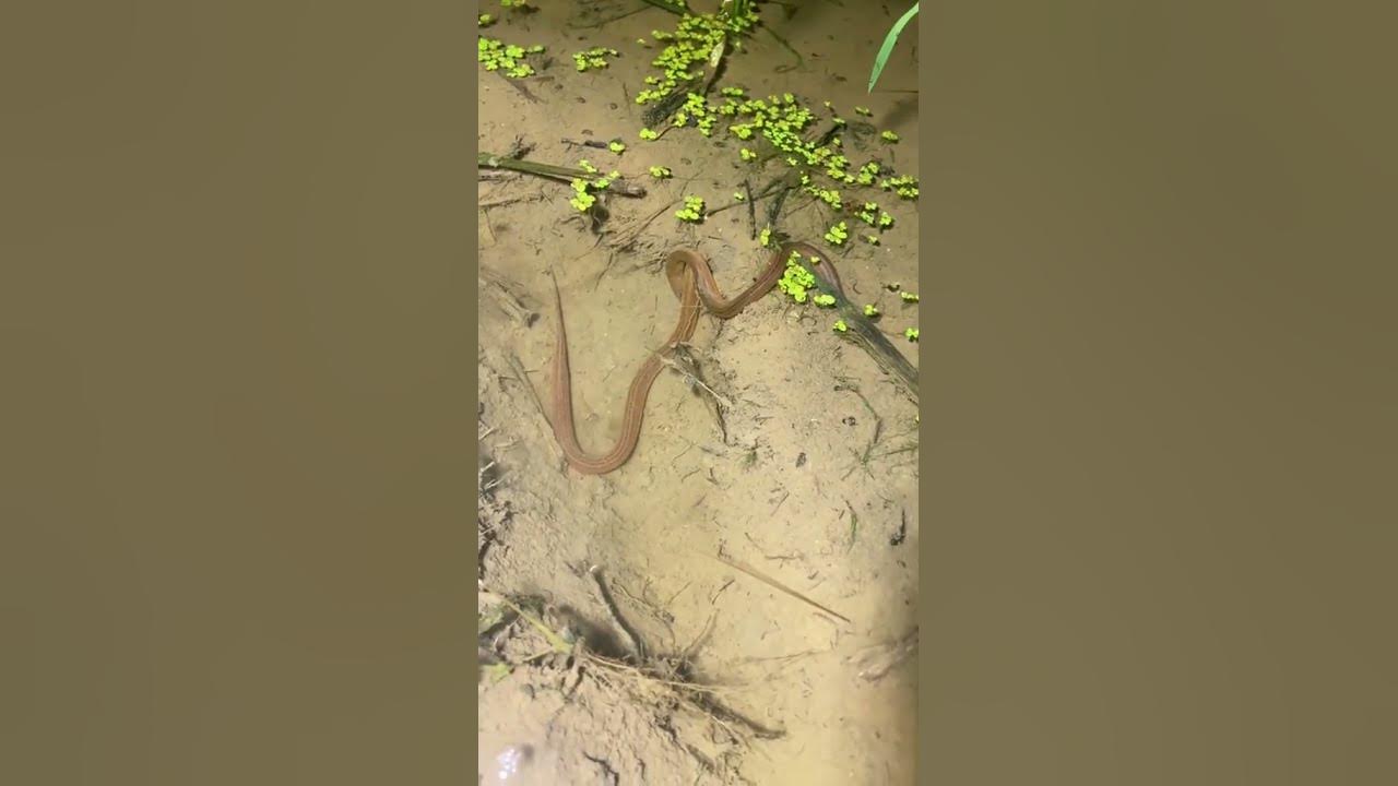 Catching eels with simple tool easy using#short - YouTube