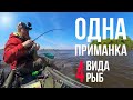 моя ЛУЧШАЯ ПРИМАНКА | Рыбалка на каяке Wilderness systems