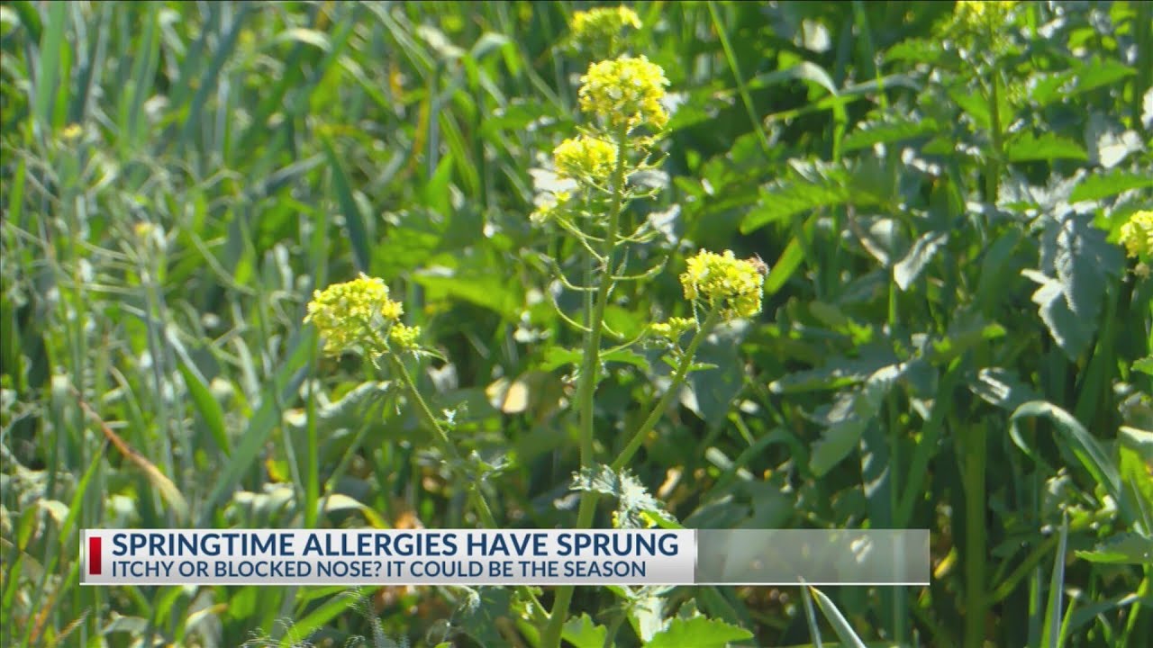 Springtime allergies have sprung