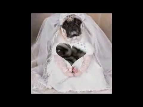 pugs in coats pugs in clothes pugs in coats pugs in clothes