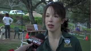 Agility for Fun at The SPCA for Monterey County