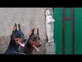 AWW SO FUNNY😂😂 Funniest  Dogs And Cats Funny Pet Videos 😂 #1