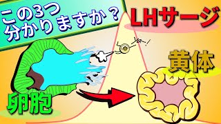 【産婦人科医が解説】卵胞・黄体とは？排卵のサインは？