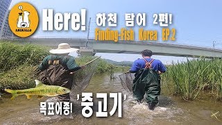 [애니몰로 탐어시리즈 EP.2] 탐어기 2편! 중고기를 잡아라! l FISHNET Catching wild Korean fish in small stream EP.2