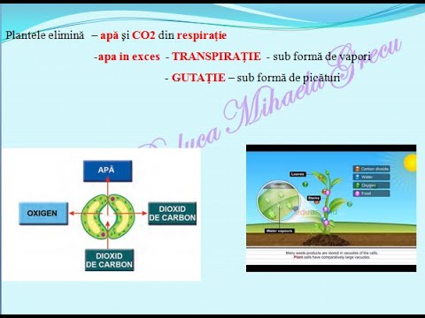 Excretia la plante - transpiratia - Lectii de biologie