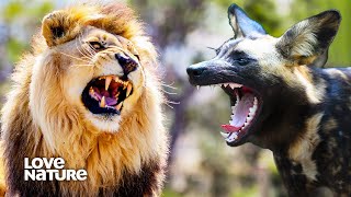 Lion Pride Tangles with Water Buffalo | Wild Dogs: Pack Vs Pride