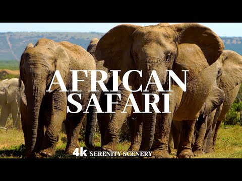 African Safari Scenic Relaxation Calming Music & Ambient Nature Sounds