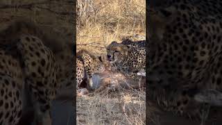 Cheetah kill at Samburu National #cheetah #Kenya #Safari #Nature #Travel | TravelChannel.co.za