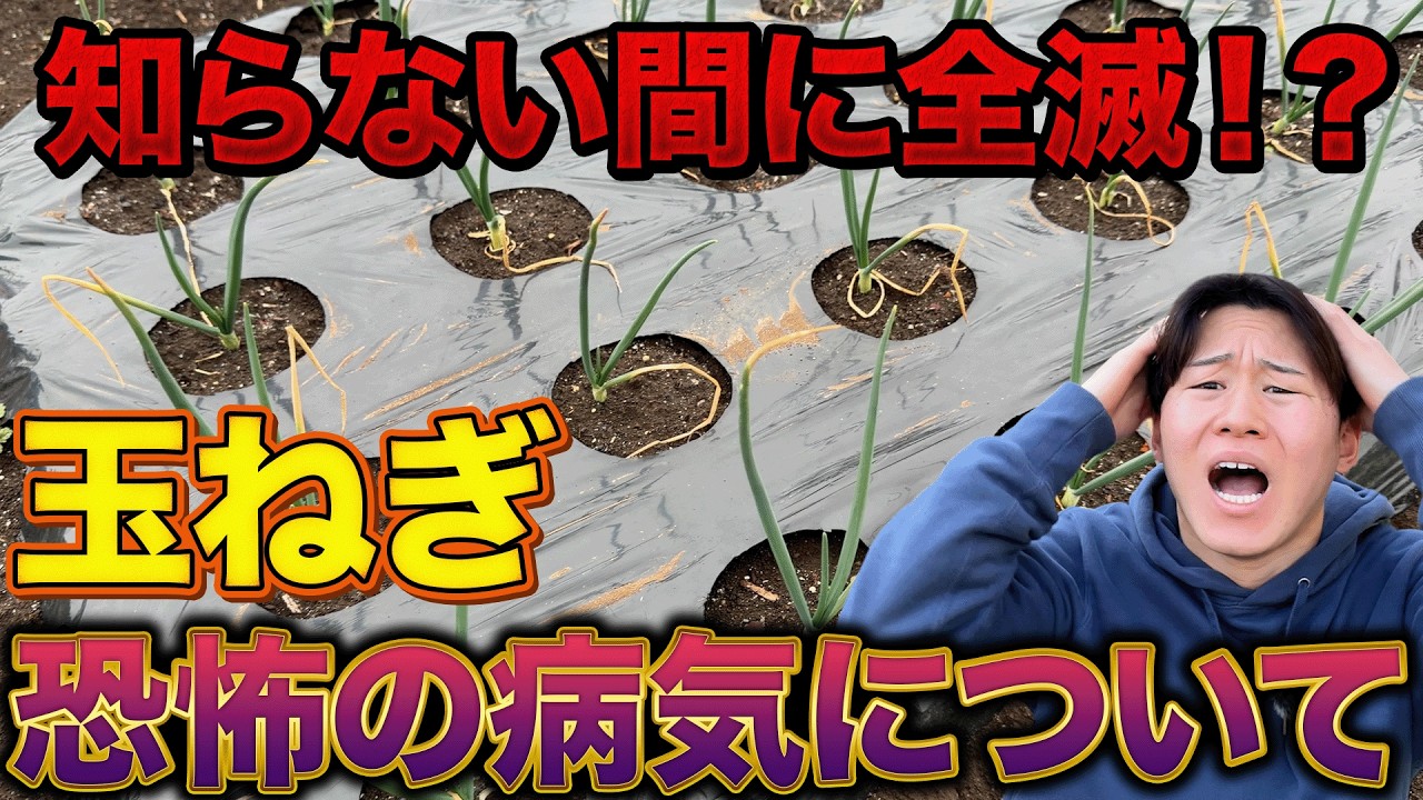 【これが原因か】玉ねぎをドロドロに溶かしてしまう最悪な〇〇病対策について