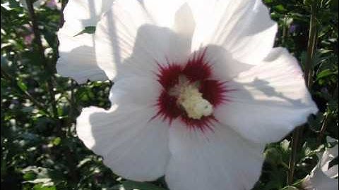 سورة الفلق بصوت ناصر القطامى تلاوة خاشعة عالية الجودة