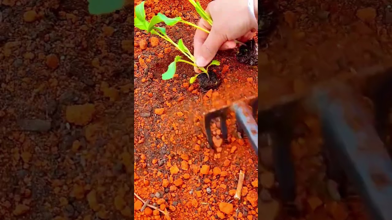 ビート苗の定植作業と土壌準備