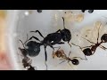 The ants colony is growing macro