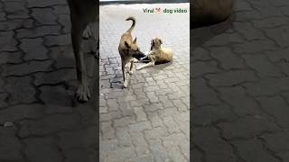 1 VS night dog 🐕😂#pets #cow#shorts #dogshorts #viraldog #fuunydog #viraldog