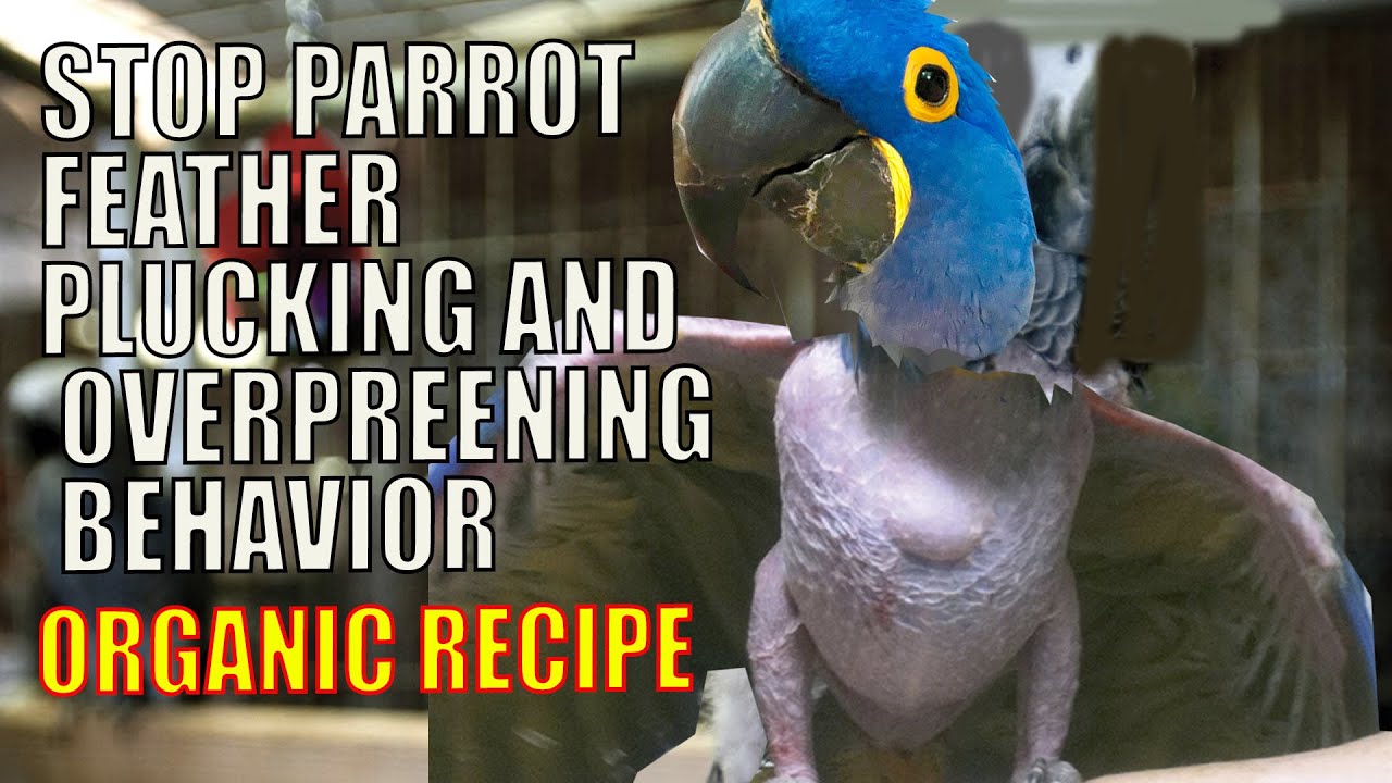 Curated visual reference: Fresh Look at How I Stop My Hyacinth Macaw Parrot To Not Pluck