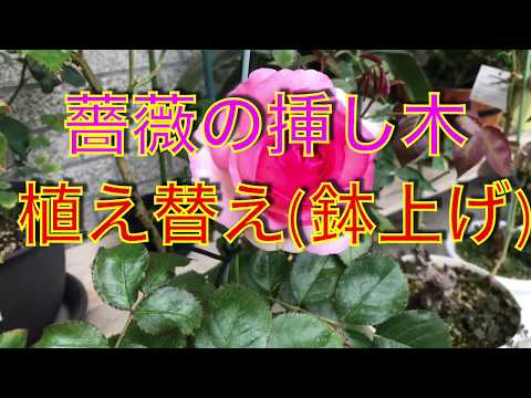 薔薇の挿し木 植え替え 鉢上げ Youtube